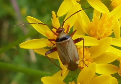 Réf. 167 576 : Adelphocoris vandalicus