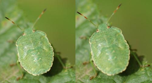 Palomena sp.