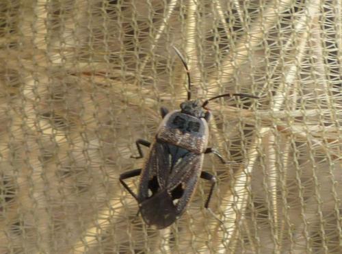 Graptopeltus lynceus