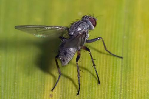 Coenosia sp.