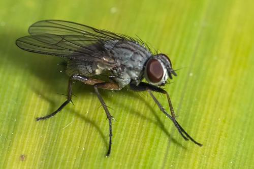 Coenosia sp.