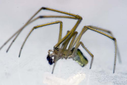 Enoplognatha latimana