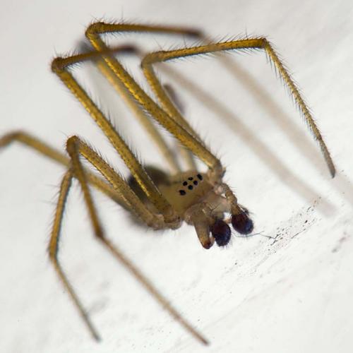 Enoplognatha latimana