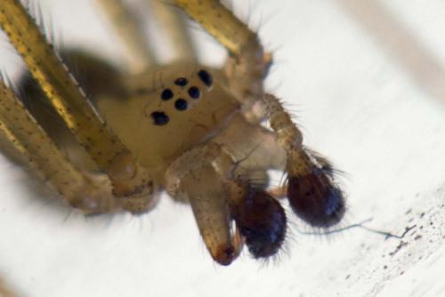 Réf. 167 315 : Enoplognatha latimana