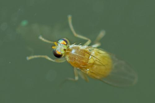 Réf. 167 302 : Gymnochiromyia sp.