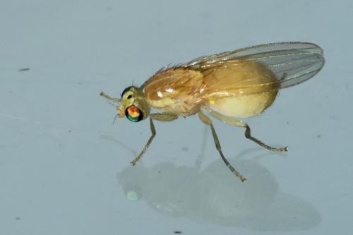 Gymnochiromyia sp.