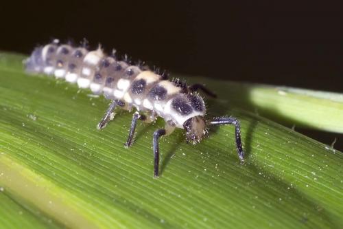 Propylea quatuordecimpunctata