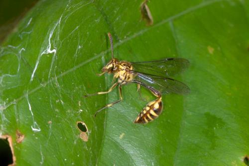 Liostenogaster varipicta