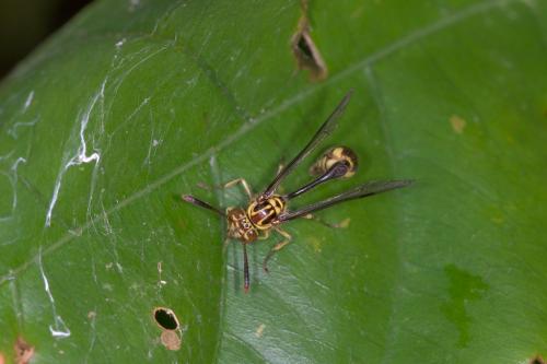 Liostenogaster varipicta