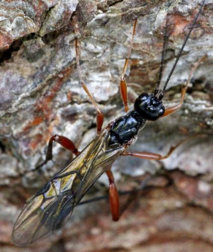 Réf. 167 389 : Helconidea dentator