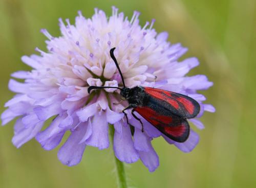 Zygaena loti