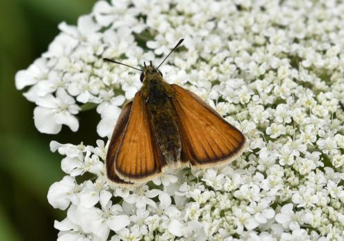 Réf. 167 614 : Thymelicus lineola