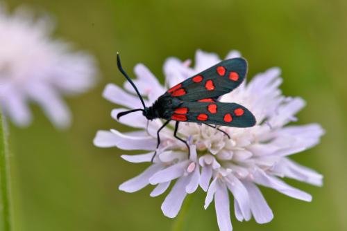 Zygaena transalpina
