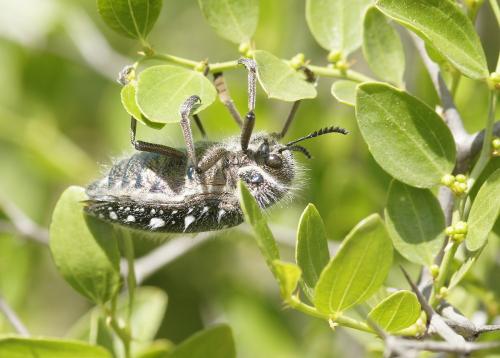 Réf. 167 118 : Julodis manipularis
