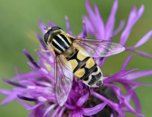 Réf. 167 338 : Helophilus trivittatus