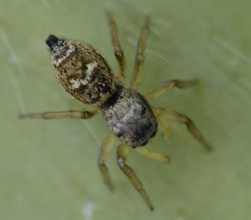 Heliophanus tribulosus
