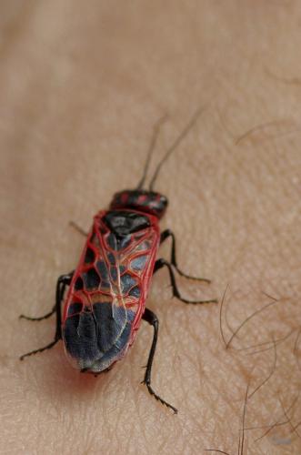 Réf. 167 697 : Caenolyda reticulata