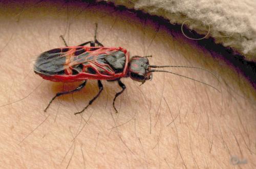 Caenolyda reticulata