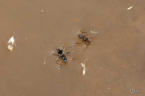 Velia sp.