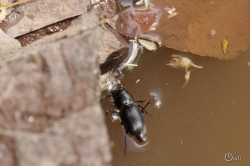 Réf. 167 161 : Acinopus picipes