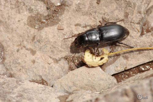 Acinopus picipes