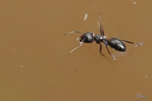 Réf. 167 303 : Camponotus sp.