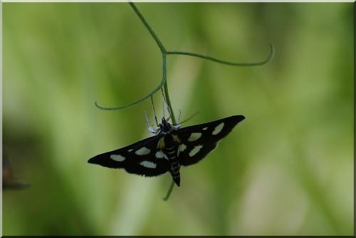 Réf. 167 101 : Anania funebris