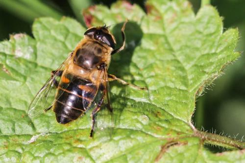 Réf. 167 211 : Eristalis tenax
