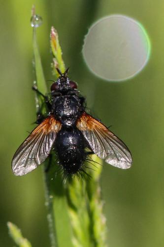 Zophomyia temula