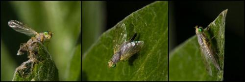 Réf. 167 788 : Acanthiophilus helianthi