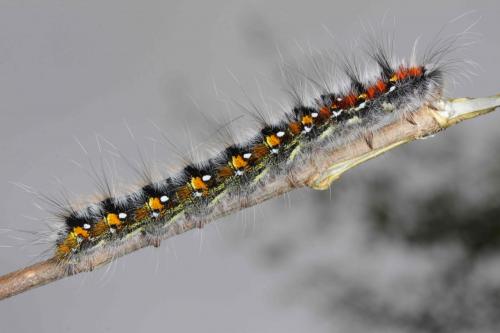 Réf. 167 489 : Psilogaster loti