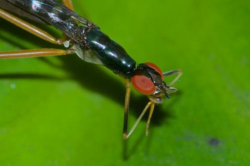 Réf. 167 268 : Taeniapterinae inconnu
