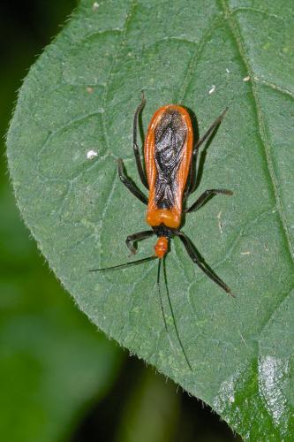 Hagia sp.