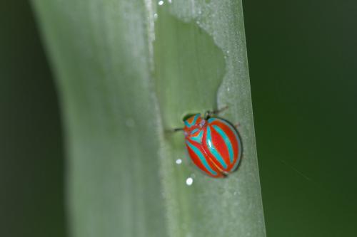 Réf. 167 227 : Hemisphaerius coccinelloides