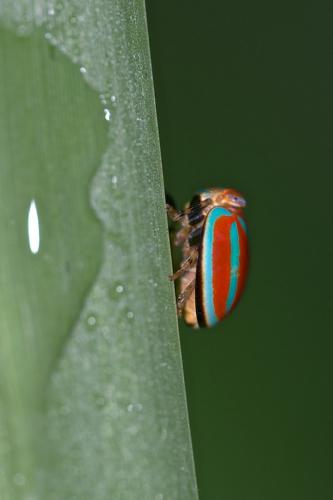 Hemisphaerius coccinelloides