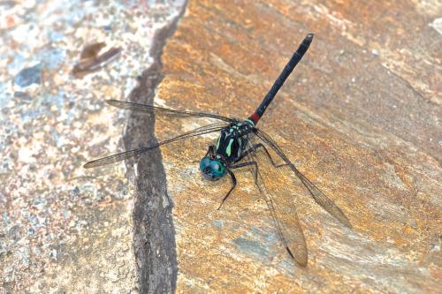 Diplacina sp.