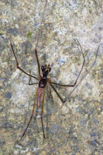 Tetragnatha sp.