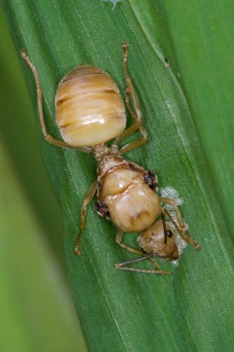 Oecophylla smaragdina