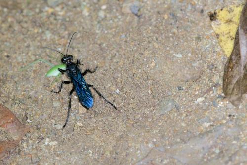 Sphecinae
