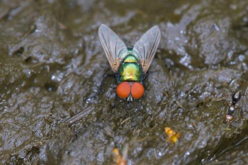 Neomyia sp.