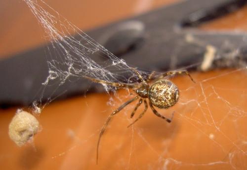 Parasteatoda tepidariorum