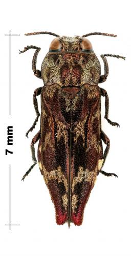 Agrilus venosus