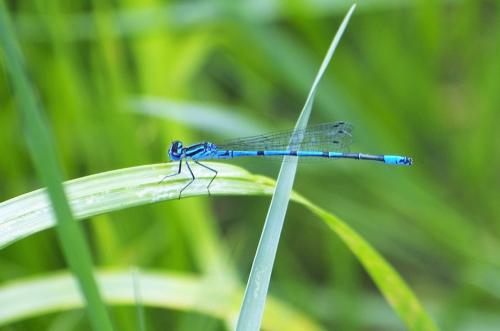 Coenagrion puella