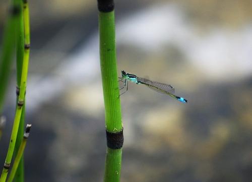 Ischnura elegans