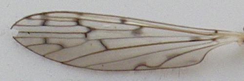 Réf. 167 033 : Symplecta hybrida