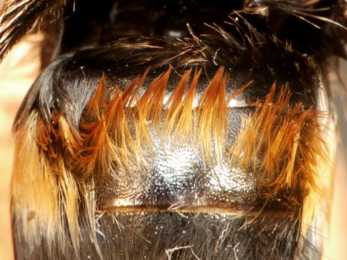 Bombus cryptarum