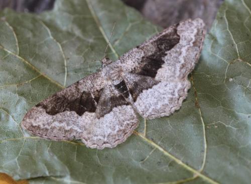 Réf. 167 457 : Alcis repandata