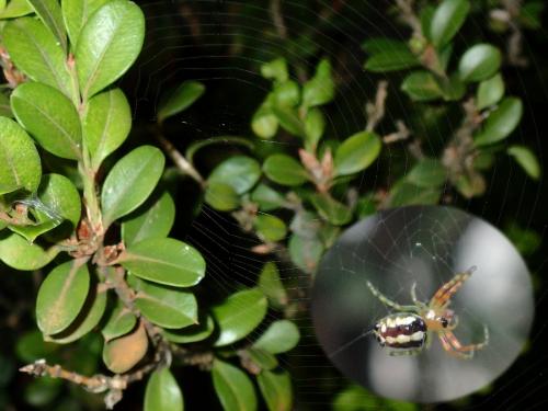 Alpaida truncata