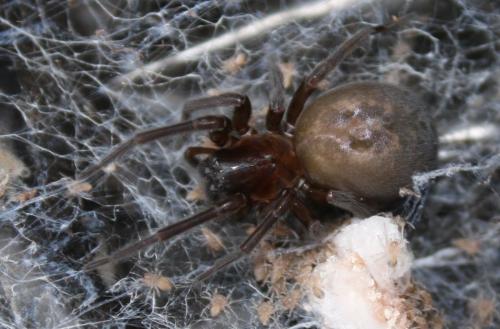 Amaurobius ferox