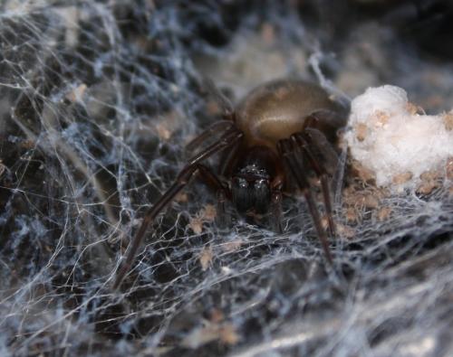 Amaurobius ferox